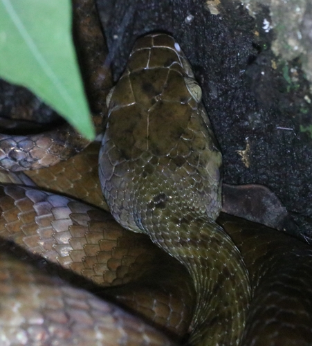 Brown Tree Snake sighting