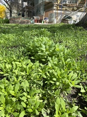 Asperugo procumbens