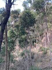 Eucalyptus globulus bicostata