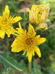 Sonchus