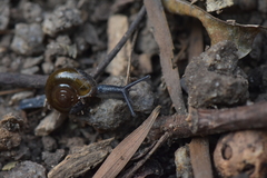 Macrochlamys superlita