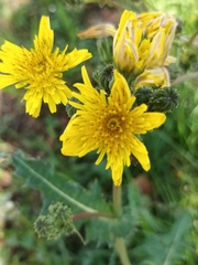 Sonchus