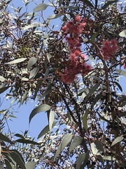 Eucalyptus camaldulensis