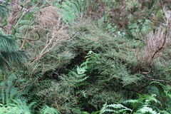 Coprosma rigida