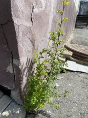 Ulmus