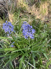Hyacinthoides italica