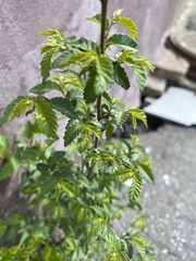 Ulmus