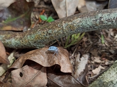 Borysthenes maculatus