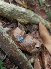 Borysthenes maculatus