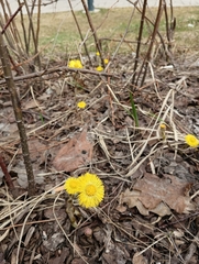 Tussilago