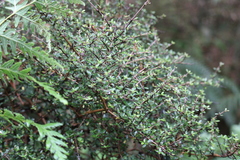 Coprosma rigida