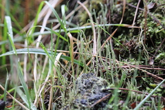 Cladonia subulata