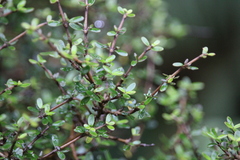 Coprosma rigida