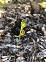Pterostylis rubescens