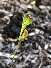 Pterostylis rubescens