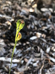 Pterostylis rubescens