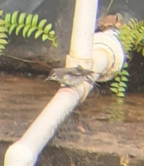 Anthreptes gabonicus