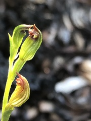 Pterostylis rubescens