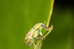 Coniatus tamarisci