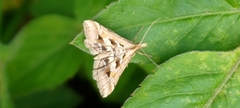 Diasemia