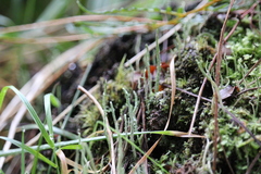 Cladonia subulata