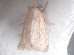 Orthosia gracilis