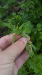 Papaver heterophyllum