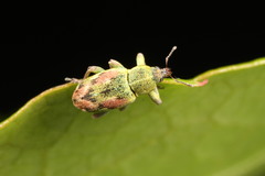 Coniatus tamarisci
