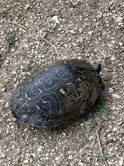 Pseudemys texana