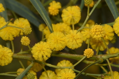 Acacia saligna