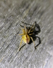 Cheiracanthium erraticum