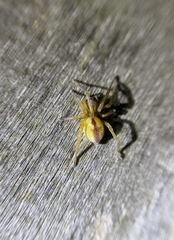 Cheiracanthium erraticum