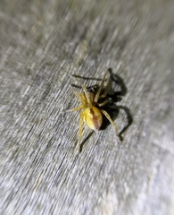 Cheiracanthium erraticum