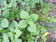 Phryma