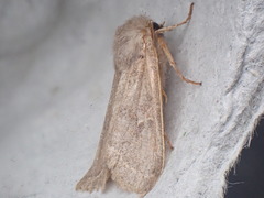 Orthosia gracilis