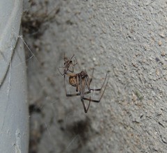Latrodectus geometricus
