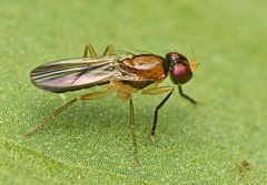 Opomyzoidea