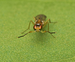 Opomyzoidea