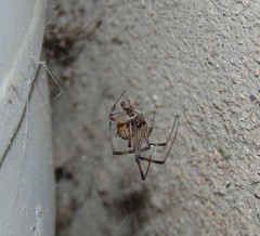 Latrodectus geometricus