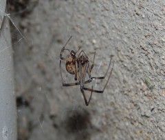 Latrodectus geometricus