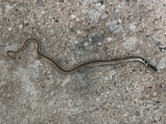 Psammophis angolensis