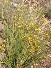 Senecio junceus