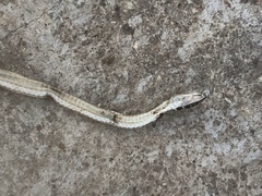 Psammophis angolensis