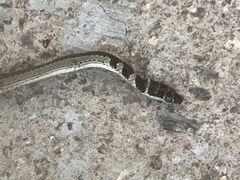 Psammophis angolensis