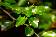 Gymnosporia harveyana