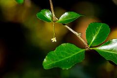Gymnosporia harveyana