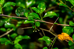 Gymnosporia harveyana