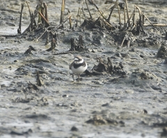 Charadrius hiaticula
