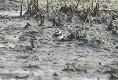 Charadrius hiaticula