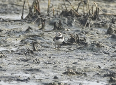Charadrius hiaticula